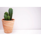 Cactus - Cactus is a type of succulent plant that is known for its spiny exterior and ability to store water. They come in a variety of shapes and sizes and are commonly found in arid regions.