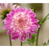 Dahlia - Dahlia is a genus of bushy, tuberous, herbaceous perennial plants native to Mexico. They have showy flowers in shades of pink, red, yellow, orange, and white, and are popular in gardens and as cut flowers.