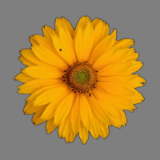 Yellow Flower 2 - Yellow Flower 2 is a vibrant and cheerful flower with bright yellow petals and a sunny disposition. It adds a pop of color to any garden or floral arrangement and symbolizes happiness, friendship, and joy.