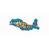 DNA 3-D Model Biology Project